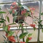 Begonia radicans Elinympäristö