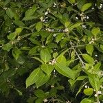 Ficus colubrinae Other