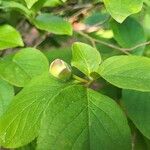 Stewartia pseudocamellia Flor