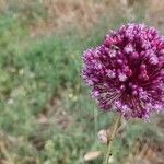 Allium atroviolaceum Flower