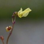 Utricularia minor Floare