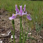 Iris tenax 形態