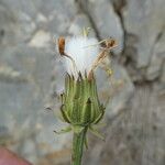 Crepis albida Цвят