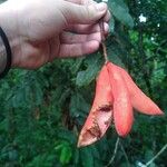 Sterculia megistophylla Fruit