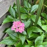 Hydrangea macrophyllaᱵᱟᱦᱟ