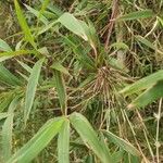 Phyllostachys aurea Blad