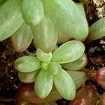 Sedum dasyphyllum 葉