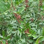 Pistacia lentiscus फल