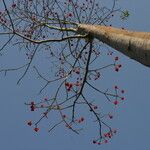Erythrina droogmansiana Hábito
