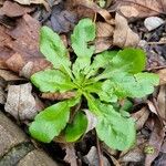 Bellis sylvestrisHabitat