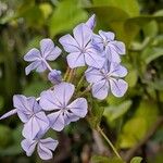 Plumbago europaea Flower