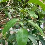 Ligustrum japonicum 葉