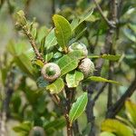 Quercus salicifolia Fruit