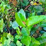 Harungana madagascariensis Hoja
