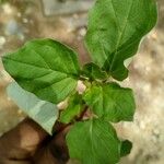 Boerhavia erecta Blatt