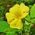 Oxalis frutescens Flor