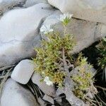 Arenaria aggregata Hábito