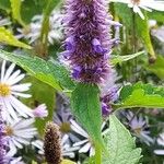 Agastache foeniculum Flower