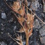 Themeda quadrivalvis Owoc