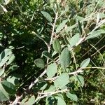 Cotoneaster uniflorus Blatt