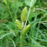Carex pallescens Floro