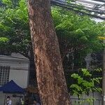Pterocarpus indicus Bark