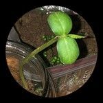 Cyclanthera pedata 葉