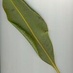 Myodocarpus crassifolius മറ്റ്