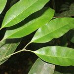 Aspidosperma desmanthum Hoja