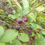 Prunus maritima Fruit