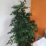 Ficus benjamina Deilen