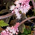 Tiarella cordifolia Kvet