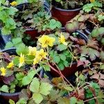 Waldsteinia ternata Çiçek