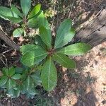 Arbutus andrachne Leaf