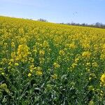 Brassica napus Συνήθη χαρακτηριστικά