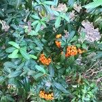 Pyracantha coccineaLeaf