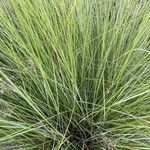 Muhlenbergia capillaris Folla