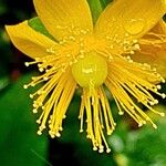 Hypericum androsaemum Flower