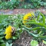 Centaurea macrocephala Цветок