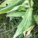 Centaurea uniflora Foglia