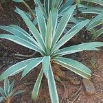 Agave vivipara Foglia