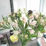 Alstroemeria aureaᱵᱟᱦᱟ