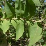 Eucalyptus botryoides Ліст