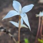 Conostomium quadrangulare Flower