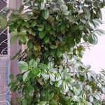 Ficus microcarpa Lehti