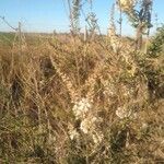 Aloysia gratissima Цветок