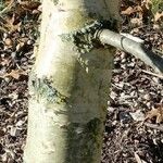 Betula browicziana