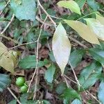 Eugenia oerstediana Fruto