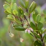 Uromyrtus emarginata 整株植物