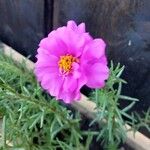 Portulaca pilosa 花